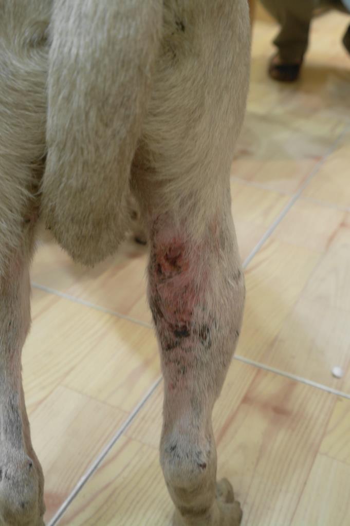 dog swollen leg dog swollen leg